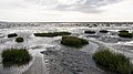 Schlickzone in der Baie de Somme