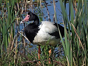 Spaltfußgans (Anseranas semipalmata)