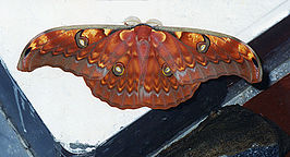 Antheraea larissa