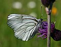 Baumweißling (Aporia crataegi)