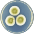 Aspergillus olivicola growing on CYA plate