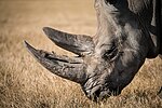 Rhinoceros horns