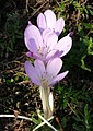 Colchicum lusitanum close-up