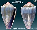 Conus balteatus Sowerby, G.B. I, 1833