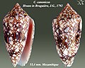 Conus canonicus Hwass in Bruguière, J.G., 1792