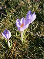 Crocus etruscus 'Zwanenburg'