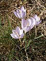 Crocus kotschyanus