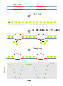 A simple scheme explaining the methodology of denatration papping