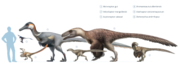 Several dromaeosaurs, including two of the largest, Austroraptor and Utahraptor