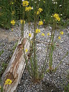 pszonak jastrzębcolistny E. hieraciifolium