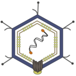 Details eines Virions von Enterobacteria-Phage PRD1[4]