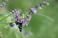 Fluture Fegea (Amata phegea)