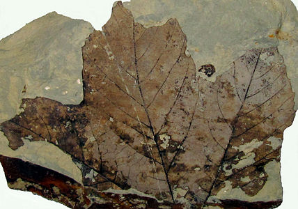 Kanada Alberta 'nın Paleosen' den Platanus yaprağı fosili.