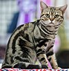 American Shorthair