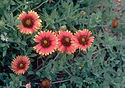 Gaillardia pulchella