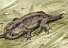 A life restoration of Gerobatrachus