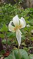 Erythronium revolutum "White Beauty"