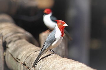 Graukardinal, Gattung der Paroaria / Cardeal