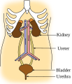 אנגלית (SVG)