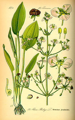 Vízi hídőr (Alisma plantago-aquatica)