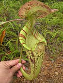 Nepenthes rafflesiana; bovenbeker