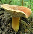 Lactarius hygrophoroides