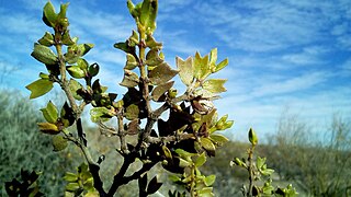 Larrea cuneifolia