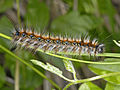 Raupe des Hecken-Wollafters (Eriogaster catax)