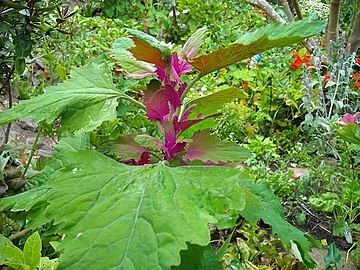 C. giganteum