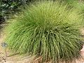 Muhlenbergia rigens