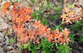 Native Orange Azalea