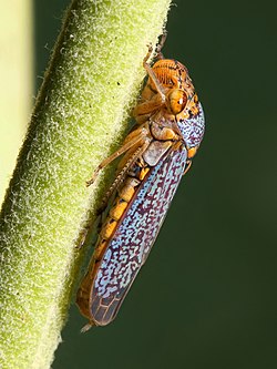 Sharpshooter insect