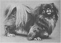 Pekingese