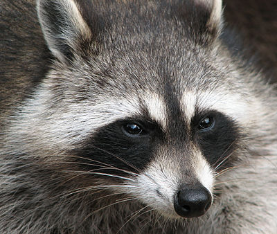 Nordamerikanische Waschbär (Procyon lotor)