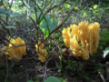 Ramaria flavobrunnescens