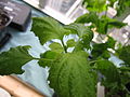 Image:Shiso detail.jpg