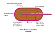 Vater-Pacini-Körperchen wurden im Ligamentum suspensorium clitoridis und im Corpus clitoridis, nicht aber im Glans clitoridis selbst identifiziert;[69] reagieren auf Beschleunigungen, schnell adaptierenden Rezeptoren, Vibrationsrezeptor