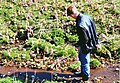 Zwergschnepfe direkt vor einem Mann im Naturschutzgebiet „Feuchtgrünland am Hengsbecker Bach“