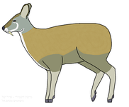 Kashmir musk deer