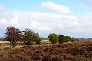 Reemsterweg tussen het Oud-Reemsterzand en het Oud-Reemsterveld