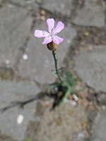 growing in cracks in a brick walkway