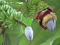 Junge parthenokarpe Früchte und sterile Blüten an Blütenständen der 'Cavendish'-Bananenpflanzen