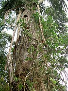 Ayahuasca-Liane (Banisteriopsis caapi)
