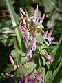 Corydalis solida