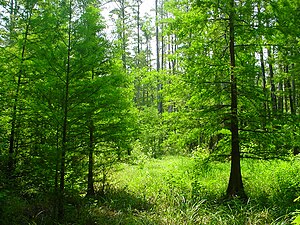 Cypress swamp on BLSF in early summer