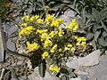 Erysimum jugicola