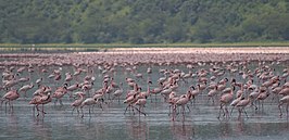 Flamingo's in het meer