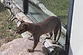 Fossa (Cryptoprocta ferox)