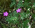 Blut-Storchschnabel (Geranium sanguineum)