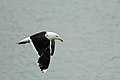 Larus marinus